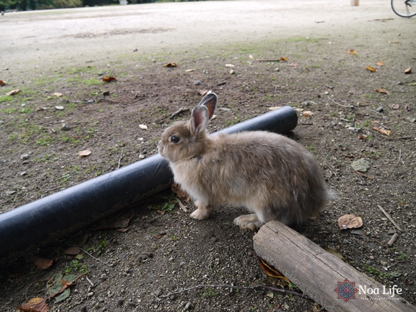 うさぎとひたすら戯れる 大久野島でのんびり癒し時間 Noa Life ノアライフ 旅するように生きたい